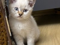 Scottish Fold ve Straight
