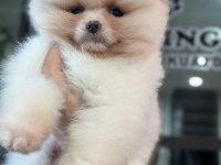 Orijinal safkan şecereli pomeranian boo yavrular