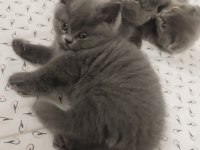 2 aylık sevimli british shorthair