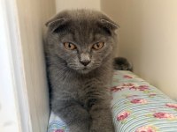 5 Aylık Scottish Fold Dişi