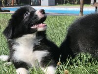 Üstün zekalı akıl küpü siyah ve kahve Border Collie
