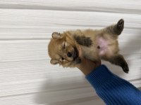 Pomeranian boo erkek yavrularımız 1.5 aylık