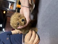 Sıfır boy toy poodle