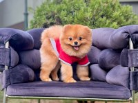 Pomeranian Boo Gülen Surat Arayanlara