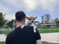 5 aylık chihuahua