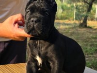 Şecere belgeli ırk ve sağlık garantili cane corso yavrular