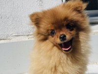 4 aylık güzeller pomeranian boo