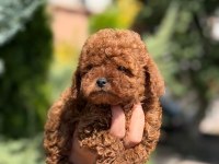 Toy Poodle Köpeğimiz