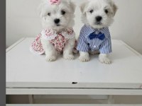 Maltese terrier minik bebekler