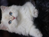 British longhair dişi