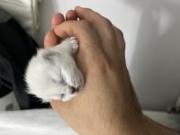 REZERVE BLUE POİNT SHORT LONGHAİR KEDİLER