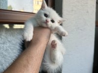 Beyaz Browni Yavrular British Shorthair