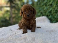 Toy poodle bebekler üst kalite