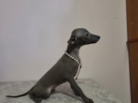 İtalyan tazısı Italian Greyhound Dişi ve erkek yavrular