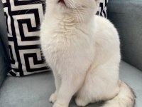 Bs1133 dişi british shorthair kedime eş arıyorum