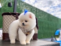 Orjinal Pomeranian Boo yavrumuz Moi