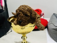 Red Toy Poodle Bebeklerimiz Mükemmel Ötesi.
