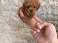 Oyuncaktan farksız poodle köpeğimiz