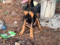 4 aylık saf kan doberman