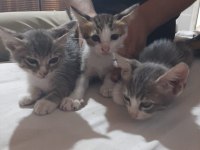 2 erkek 1 kız tekir kedi