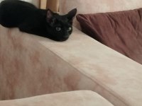 Cins kediden farksiz tekir kedi