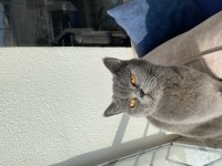 British shorthair kedisi