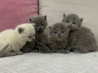 Cins British Shorthair Yavrularımız Yuvalarını Arıyor