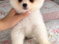 Kar Beyazı Lekesiz Pomeranian