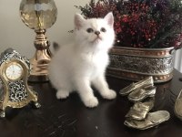 Soylu anne babadan nadir güzellikte british shorthair silver
