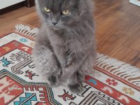 1.5 Yaşında yakışıklı british longhair oğlunuz