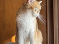 Kısırlaştırma Şartıyla Golden Ny11 British Shorthair