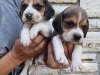 Beagle a kaliteli uygun