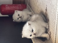British Shorthair Silver