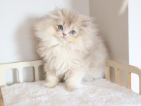 SAFKAN AY11 POFUDUK BRİTİSH LONGHAİR
