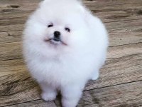 TEDDY BEAR POMERANİAN YAVRULARI