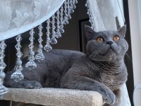 10 Aylık erkek british shorthair