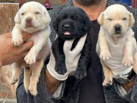 Çikolata, siyah ve şampanya labrador köpekler