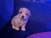 ÇOK TATLI YAVRU KÖPEĞİMİZ