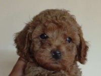Toy Poodle Erkek Yavrular