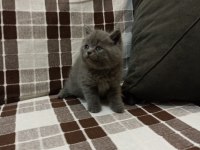 Gri Koca Kafalı Yavru British Shorthair