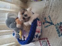 5 aylık shih tzu dişi