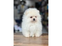 POMERANİAN BOO YAVRULAR