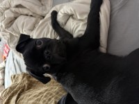 4 aylık evcil siyah pug köpeği