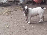 2 yaşında dişi french bulldog