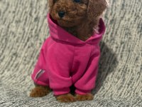 Toy poodle köpeği
