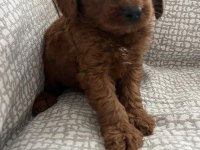 KÜÇÜK YAKIŞIKLI POODLE