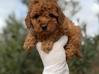 Sevdiğin için en güzel hediye poodle