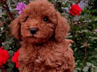 Güzeller güzeli toy poodle yavrularımız