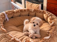Üst Kalite Maltipoo Yavrular 