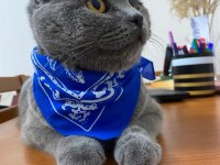 3 yasında erkek kısır kedimiz ücretsiz